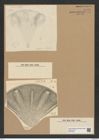 Aulacodiscus janischii Grove et Sturt (de-Toni-Nr.: Genus 182, Species 4539) Zeichnungen Sammlung Grunow Nr. 8138 (NHMW-BOT-W0377493)